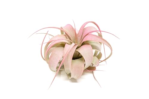 Raspberry Colorful Tillandsia