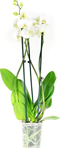 DECOALIVE Orquídea Alevilla con Flores Blancas Planta Natural para Casa y Oficina