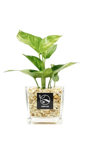 GREEN PLACE ポトス（ゴールデン） ミニ 観葉植物 本物 ギフト 【鉢 × 植え込み材を選べる】 ゼオライト キューブ鉢 TN - GREEN PLACE - 商品画像