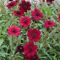 Geum chiloense 'Blazing Sunset' 6 x Plug Plants
