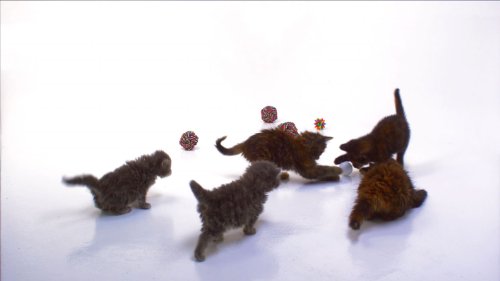 Chiots et Chatons [Blu-ray]