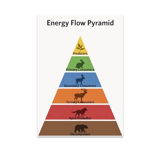 Ecology Classroom Poster Print - Energy Flow Pyramid Trophic Levels Diagram - 13x19 - Modern Educational Design