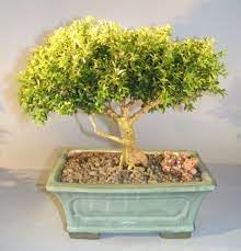 Bonsai live plant indoor, with pot (pack of 2)-image-34