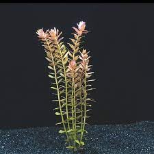 Aquarium Live Plant Red Cabomba/Cabomba furcata Stem 13 (B0CRJQPYK2) Amazon Price History, Amazon Price Tracker
