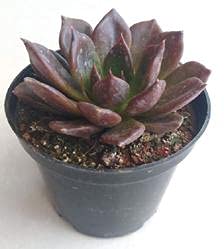 Pedpoudhe Vishnu Kamal (Echeveria Black Prince)