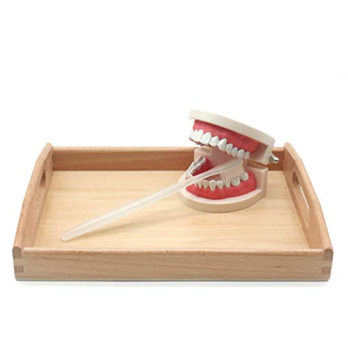 Suporun Conjunto infantil Montessori de material prático, brinquedo de vida sintética, escovação de