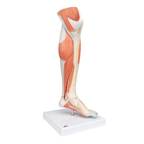 Image of 3B Scientific M22 Lower Muscled Leg w / Knee 3-part - 3B Smart Anatomy