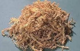 Exotica Orchids Sphagnum White Moss - Fully Dry & Clean (1) (B09C2NTQHN) Amazon Price History, Amazon Price Tracker
