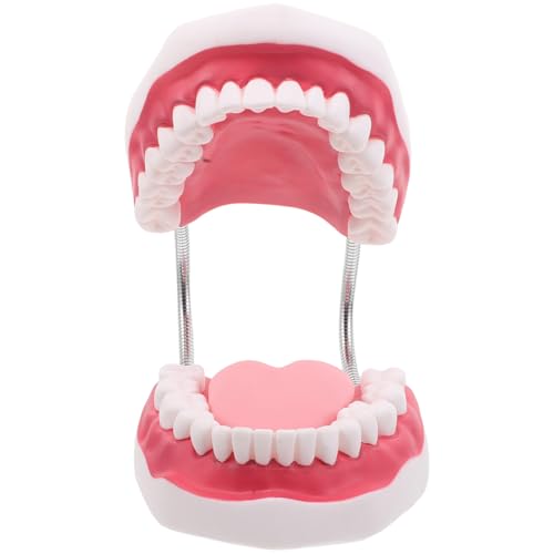 TIDTALEO 歯模型 倍実物大 口腔教学模型 歯列 歯肉 舌を再現した練習用モデル 教育 臨床トレーニング対応 軽量で携帯可能