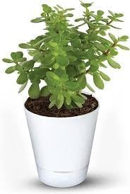 Jade Plant Pack 2 | Jade Plant With Pot | Jade Plant indoor live Plant | Good Luck Jade Plant With Self Watering Pot | indoor Plants For Living Room, Kitchen, Bedroom, & Office Table