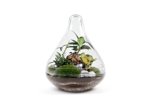 Kit terrarium DIY Jungle Drop Small H15cm pour écosystème autonome