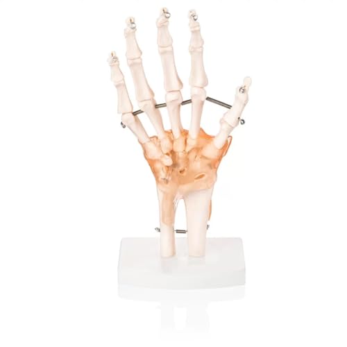 Image of Human Hand Joint Model with Ligaments ✮ Scientific Life Size with Premium Display Base ✮ Best Teaching Tool for Patient Education & Anatomy Study