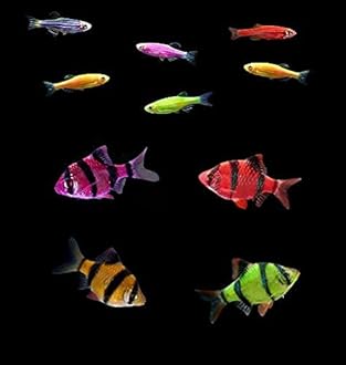 GloFish Live Fish Collections (10G Active)
