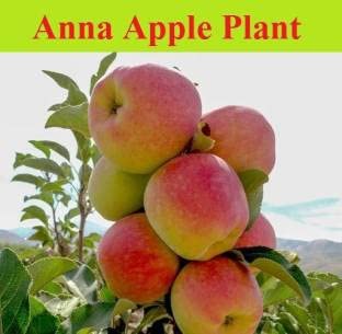 Bhumi Enterprise Live Red Apple Plant (Anna) "Specially Kashmir Variety" Suitable for Hot & Cold Climate Grafted (Fruit After 1 Year) (B0BTP7NZXH) Amazon Price History, Amazon Price Tracker
