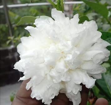 PlantaZee Live Double Chandni/Jasmine Beautiful & Charming Flower Plant for Home & Gardening - Healthy Live 1 Plant (B0B1Q42Q6B) Amazon Price History, Amazon Price Tracker