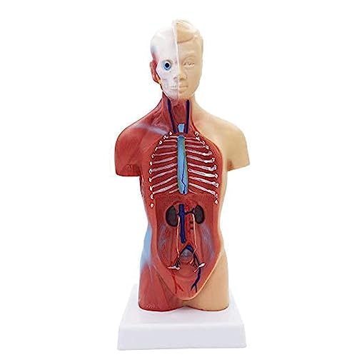 Enseñanza de Modelos de órganos del Torso Humano y Modelos esqueléticos cardíacos, mostrando Trabajos para Que los Estudiantes de Medicina aprendan de Ellos.