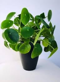 Coin plants live || live plant for coin (pack of 1) (B0CV1WM9VV) Amazon Price History, Amazon Price Tracker