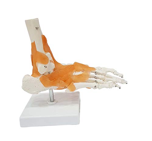 TeachingNest | Foot Joint Model Flexible, Life Size, PVC | Anatomical Model (B08L5Y5KRW) Amazon Price History, Amazon Price Tracker