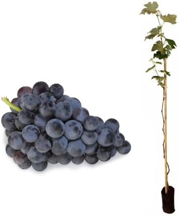Genérico, Muda de Uva Niágara 50 a 80cm AMK - Plantas Online