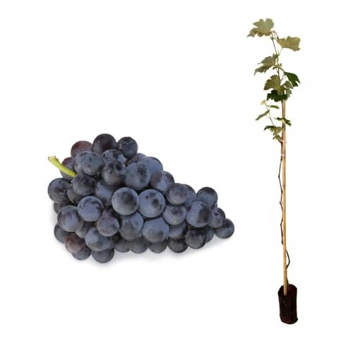 Genérico, Muda de Uva Niágara 50 a 80cm AMK - Plantas Online