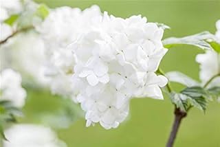 Japananischer Schneeball Viburnum plicatum 'Summer Snowflake' im Topf gewachsen ca. 30-40cm