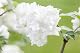 Schneeballpflanze Plantapro Viburnum plicatum Summer Snowflake 3040 cm