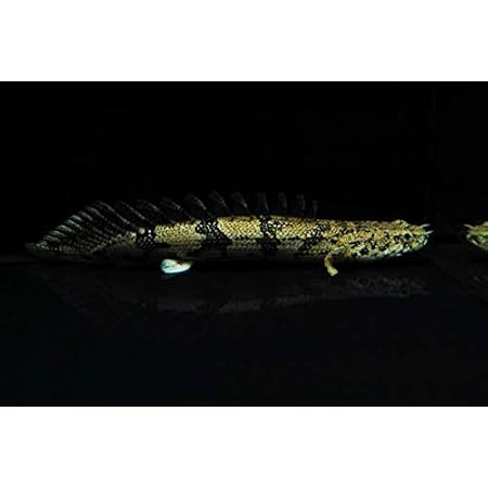 Amazon 熱帯魚 古代魚 大型魚 ポリプテルス エンドリケリー サイズ 8cm 東南ブリード 1匹 増子水景 観賞魚 水中生物 通販
