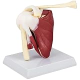 Matériaux fiables : fabriqué en PVC robuste de haute qualité garantit une utilisation sans dommage, idéal pour une manipulation répétée dans les salles de classe ou les cabinets de médecins