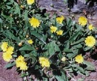 Preisvergleich Produktbild Habichtskraut 'Hieracium pilocella', Samen von Dragonspice Naturwaren