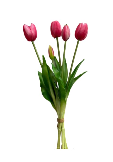 Tulip Live Bulbs for Home Lawn Beautification (5 Healthy Live Bulbs)