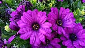 Image of Osteospermum Seeds Pack 50+ Premium African Daisy Garden Seeds for Planting Balcony Terrace Home Gardening Colorful Daisy Flowers Easy Grow Seasonal Bloom Plants (Osteospermum 55++)