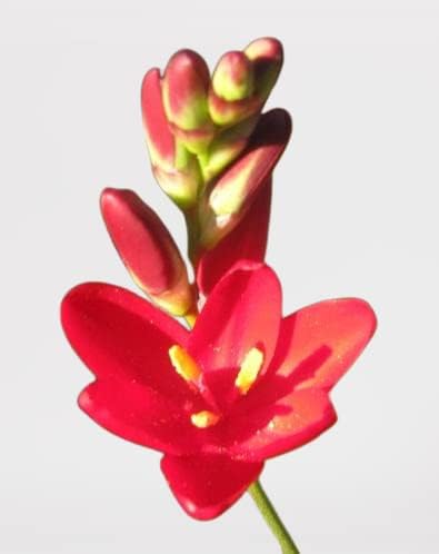 Miniatura 5 de Votaniki Bombillas mezcladas de lirio de maíz africano, de larga floración y fácil de cultivar, bombillas mixtas Ixia para plantar, flor de lirio