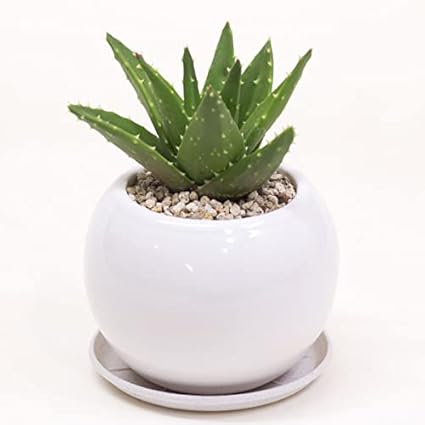 Amazon アロエ 不夜城 フヤジョウ 陶器鉢 観葉植物 多肉植物 観葉植物 オンライン通販 Amazon アロエ 不夜城 フヤジョウ 陶器鉢 観葉植物 多肉植物 観葉植物 オンライン通販