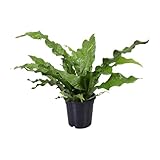 Appena consegnato dal vivaio Microsorum Diversifolium - 35-45cm - Ø17cm - Pianta d\'appartamento - Sempreverde
