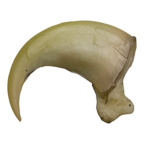 Canadian Lynx Claw (4.5cm) (Museum Quality Replica)