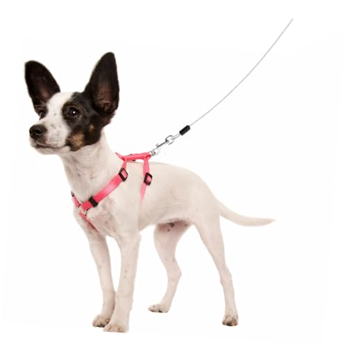 Câble de promenade pour chiens confortable pour éduquer les chiots sans douleur