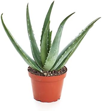 NA Ninetails All Natural Aloe Vera Soil Mix Hand Blended Succulent Soil, Ideal for Re-Potting 3-4 Small or 1-2 Medium Size Plants 2 Quart Size Bag