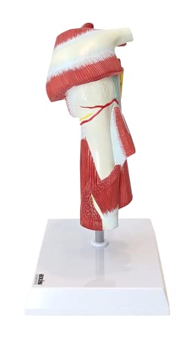 Muscled Shoulder Joint Model – Shows Complete Shoulder Musculature from Rotator Cuff to Subscapular Muscles – Includes Base, Product Manual, Made by Axis Scientific