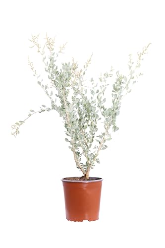 eGarden.store - Pianta vera di Atriplex Halimus altezza 35 cm diametro vaso: 17 cm - Cespuglio dal colore argenteo resistente per la creazione di siepi o da coltivare in vaso