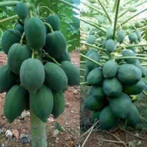 ARKA Prabhath PAPAYA SEEDS PACK OF 200 (B08N6NQJMJ) Amazon Price History, Amazon Price Tracker