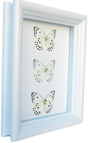 Real Framed Butterfly Taxidermy - Belanois Calypso Polka Dots - Nature Office Decor