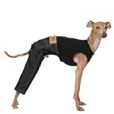 Viste a tu galgo con ropa interior y combina tanto como quieras.