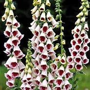 6X Digitalis purpurea 'Pam's Choice' Digitalis purpurea Large Perennial Plug Plants.
