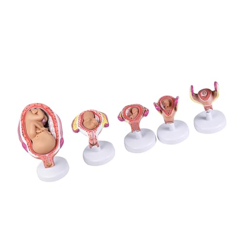 Abnehmbares, aus fünf Komponenten bestehendes menschliches Schwangerschafts und fetales Embryo