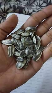 Big Crown Sunflower Seeds Parrot Parakeet XL Size Sunflower (B08CTN54BK) Amazon Price History, Amazon Price Tracker