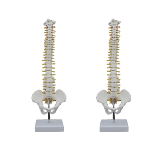 Colonne vertébrale humaine 45 cm avec bassin et support flexible lot de 2