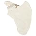 Axis Scientific Shoulder Anatomy Model of Right Scapula Bone | Shoulder Blade Model Details Skeletal Anatomy of Scapula | Scapula Model Shows Bony Landmarks and Anatomical Detail
