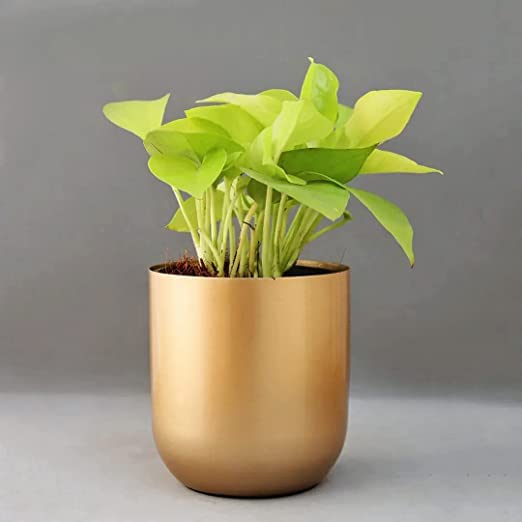 Homspurts Round Metal Planter for Living Room, Balcony & Home Decoration & Home Decor, Pack of 1 (Gold) (B0BPXLDLTW) Amazon Price History, Amazon Price Tracker