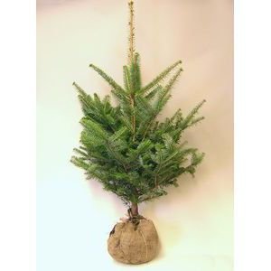 天然野生の可愛い森の樅の木さん【もみの木＊モミの木＊クリスマスツリー】 Amazon.co.jp: モミの木 本物のクリスマスツリー【樅の木1.8メートル