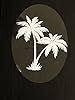DCentral® Palm Tree - Decorative Window Vinyl “Etched” Glass Cling Decal – 8” x 12”. Objects are Opaque – Background is Clear #2